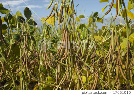 Red bean field of Tokachi 17661010