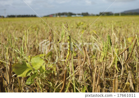 Red bean field of Tokachi 17661011