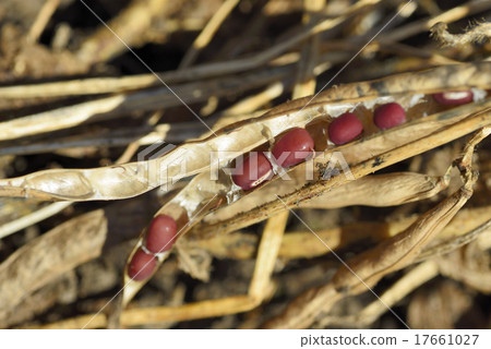 十胜紅豆 17661027