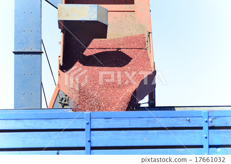 收穫的紅豆 17661032