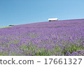 lavender 17661327