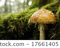 mushroom  17661405