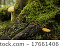 mushroom  17661406