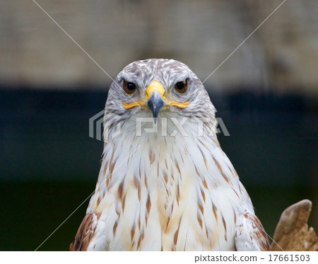 Ferruginous Hawk 17661503