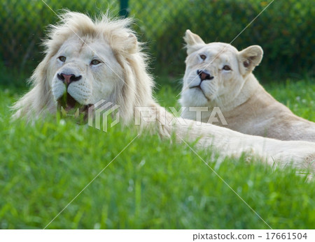 A pair of the beautiful and dangerous white lions A pair of the beautiful and dangerous white lions 17661504