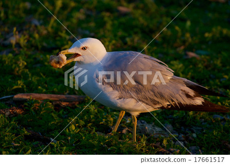 The close-up of the eating gull 17661517