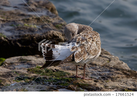 The beautiful gull is cleaning her feathers 17661524