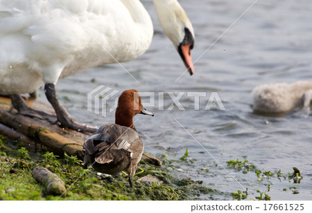 Funny redhead duck in the company of the swans Funny redhead duck in the company of the swans 17661525