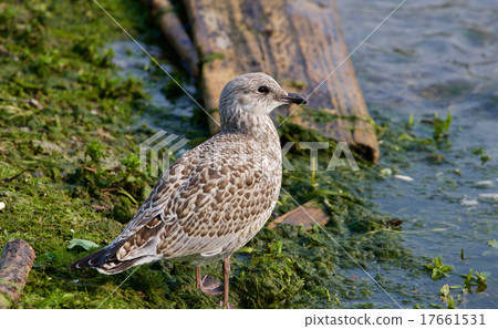 The close-up of beautiful lesser black-backed gull 17661531