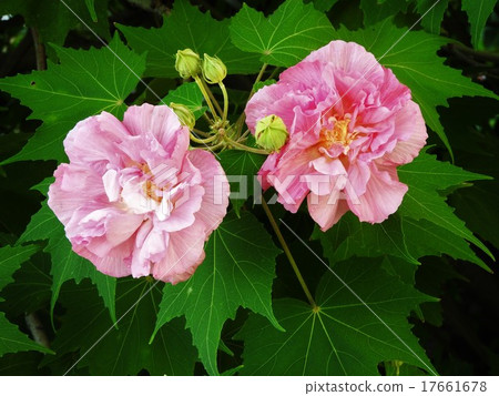 Petals that began to bloom in the morning are white but they are petals of double flowering that change to pink with the passage of time, flowers of drunk Furong. 17661678