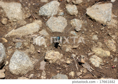 Nami Hanumo 17661882