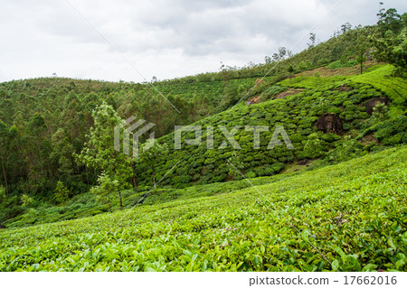 Tea plantations munnar india 17662016