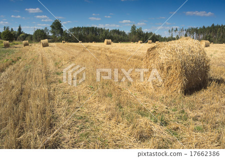 Field with haystacks and green trees 17662386