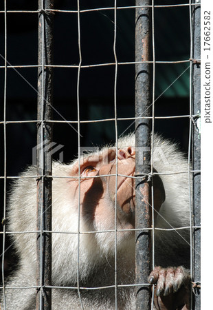 Mandrill monkey behind bars looking up Mandrill monkey behind bars looking up 17662582