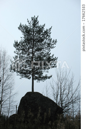 Pine growing on a granite boulder Pine growing on a granite boulder 17662583