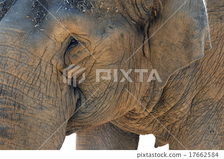 Elephant portrait Elephant portrait 17662584