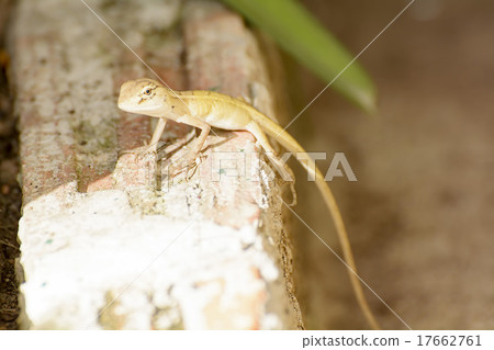 Chameleon Babies Chameleon Babies 17662761