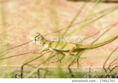 Chameleon Babies Chameleon Babies 17662762