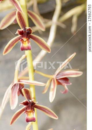Cymbidium aloifolium Cymbidium aloifolium 17662765