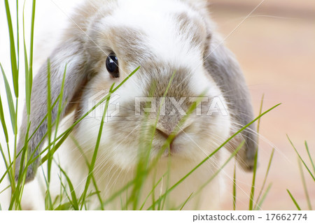 Rabbit Rabbit 17662774