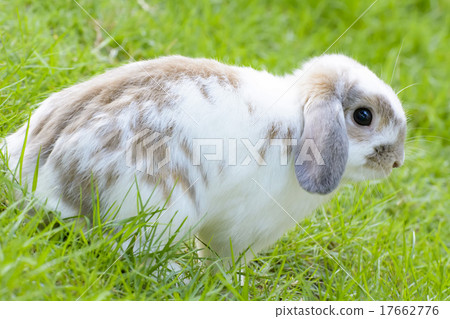 Rabbit Rabbit 17662776