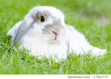 Rabbit Rabbit 17662777