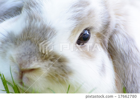 Rabbit Rabbit 17662780