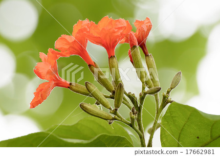 Cordia sebestena or geiger tree Cordia sebestena or geiger tree 17662981
