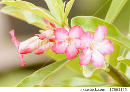 Desert Rose 17663115