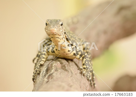 Water monitor or Varanus salvator is a large lizar Water monitor or Varanus salvator is a large lizar 17663183