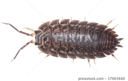 Brown big wood louse - Porcellio scaber Brown big wood louse - Porcellio scaber 17663688