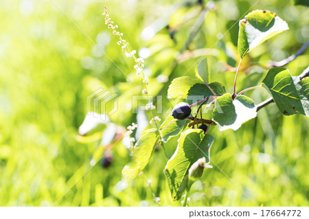 Saskatoon berry on bush 17664772