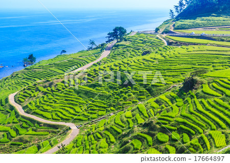 Early morning white rice one thousand sheets Early morning white rice one thousand sheets 17664897