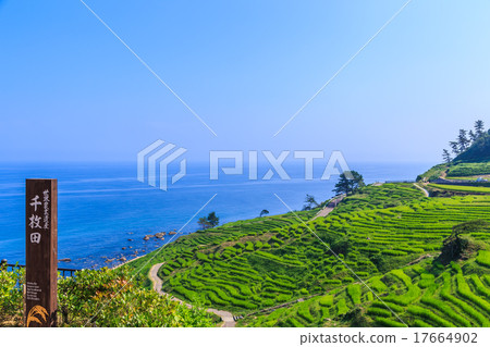 清晨白米一千張 17664902