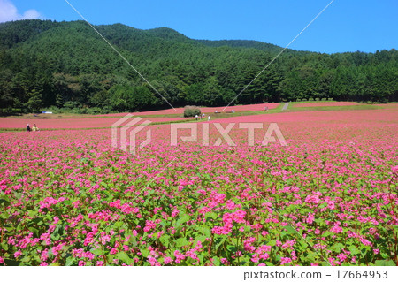 Red-soba no Sato 17664953