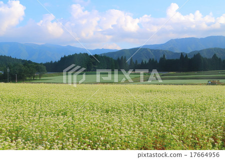 Sake lake Natural park Soba field Sake lake Natural park Soba field 17664956