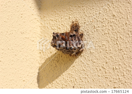 Segura Ashiyagabachi 04 which sends wind to the nest 17665124