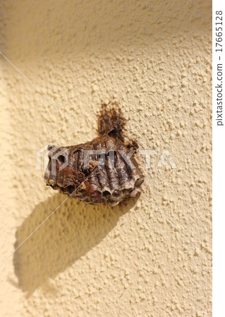 Seguro whirling blowing wind to the nest 08 17665128