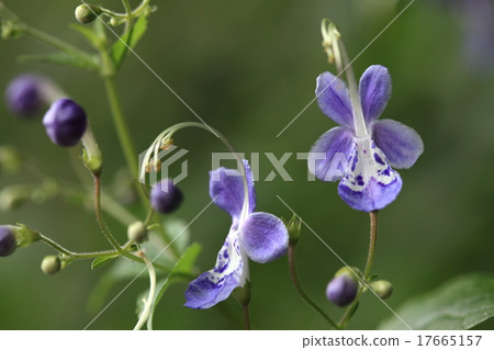 Natural plants Caliganees, beautiful flowers, leaves have a distinctive smell Natural plants Caliganees, beautiful flowers, leaves have a distinctive smell 17665157