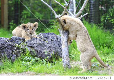 Lion's baby 17665721