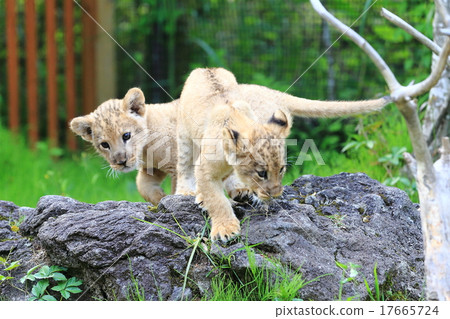 Lion's baby 17665724