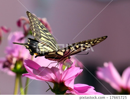 Flower and butterfly part 2 17665725