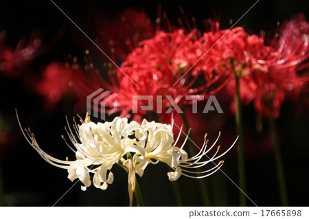 群集孤挺花 群集孤挺花 17665898