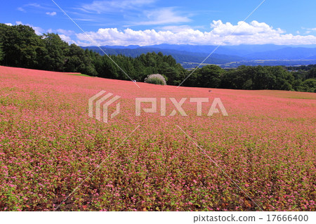 Red-soba no Sato 17666400