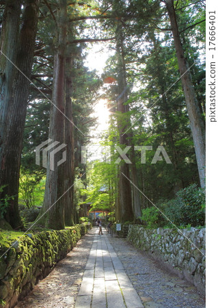 Koenji Temple Suginami Kamien Pathway 17666401