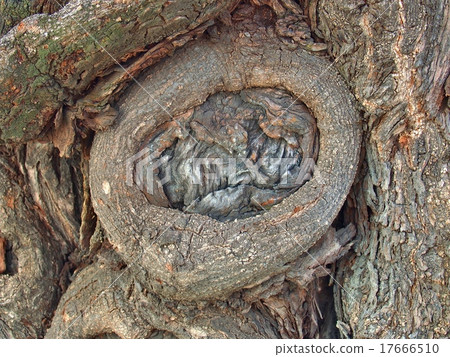 old gnarled tree old gnarled tree 17666510