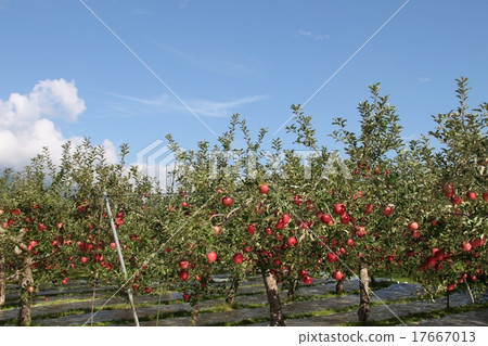 Apple farm Apple farm 17667013