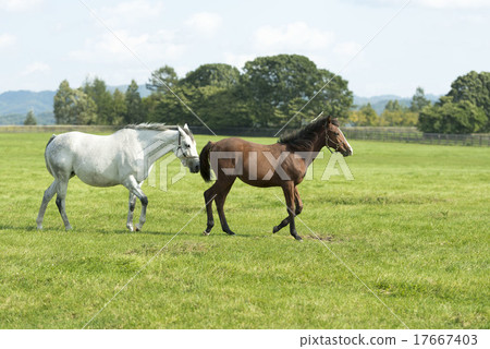 Horse Horse 17667403