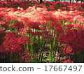 Mandiraka no Sato "Drawstring field" 5 million pine trees (cluster amaryllis / Higanbana) group landscapes spot red carpet 17667497