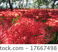 Mandiraka no Sato "Drawstring field" 5 million pine trees (cluster amaryllis / Higanbana) group landscapes spot red carpet 17667498